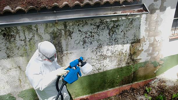 Mold Removal service in Chincoteague Island